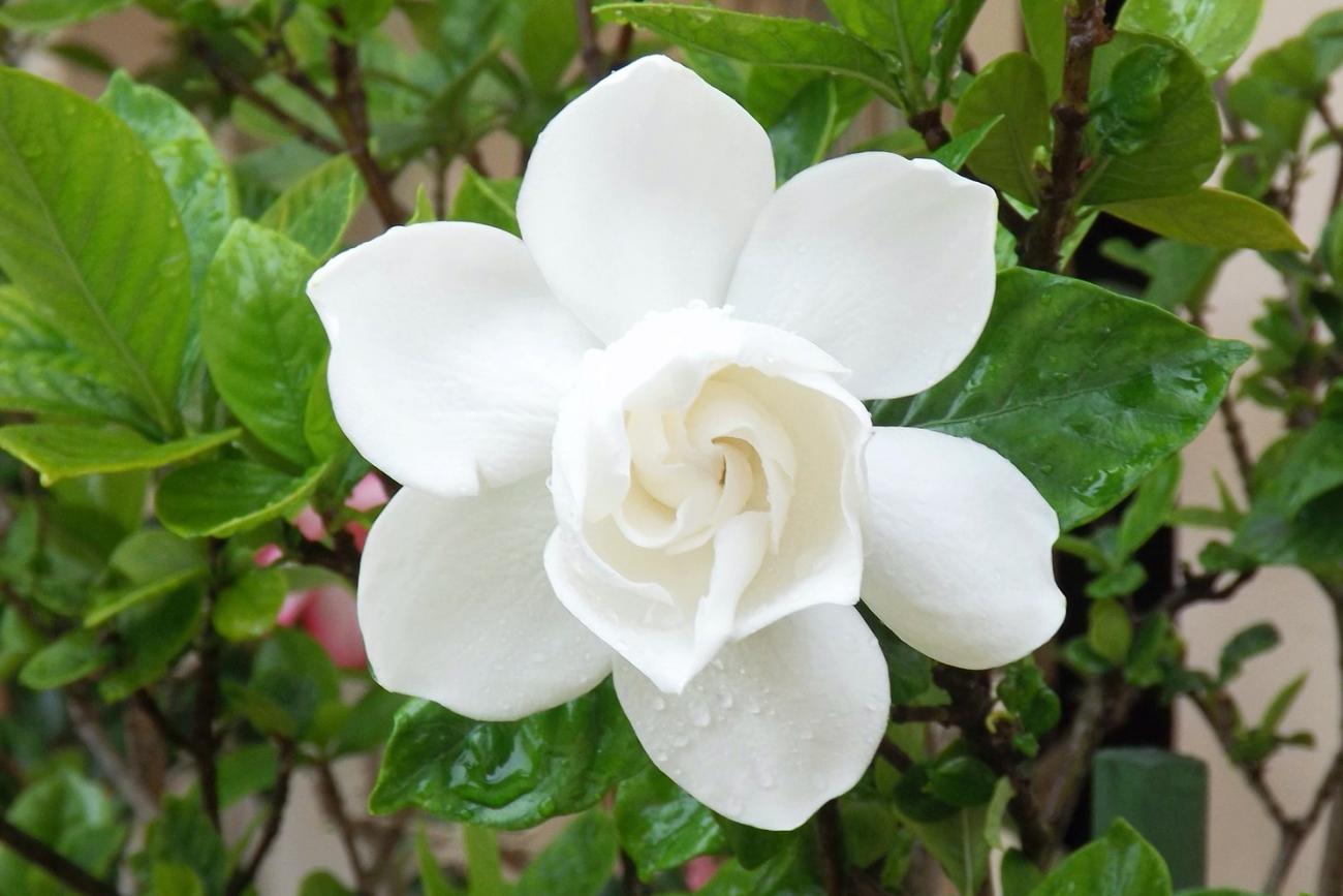 Gardenia Rose